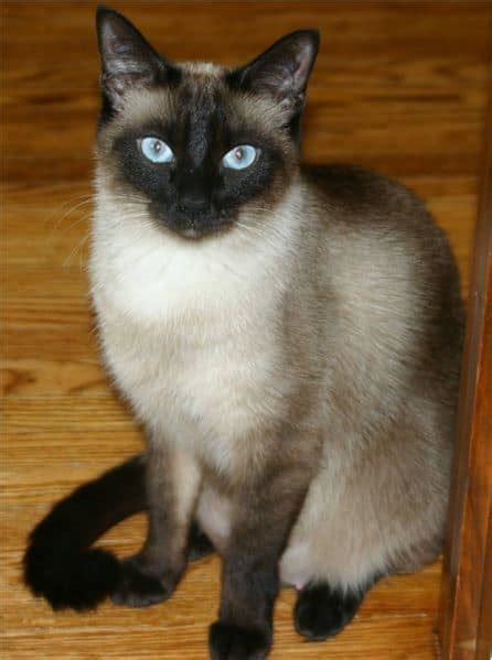 Siamese Cat Breed Complete Guide | AZ Animals