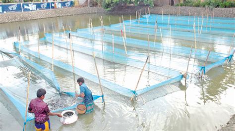 Fish Farming Boon For Growers In Jashore Bangladesh Post