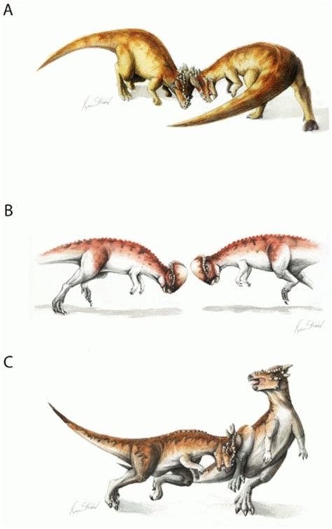 Pachycephalosaurus Head Butting