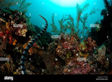 Belchers Sea Snake Hydrophis Belcheri Swimming Over Coral Reef Raja