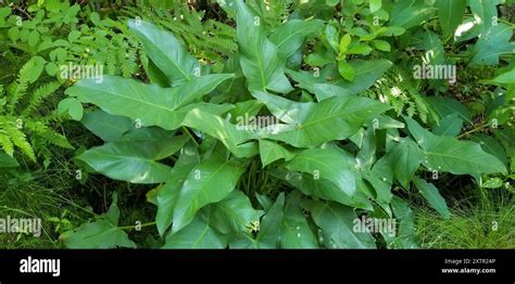 Green Arrow Arum (Peltandra virginica) Plantae Stock Photo - Alamy