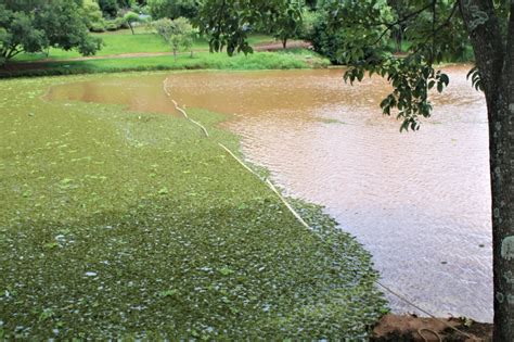 Prefeitura Inicia Limpeza De Lago Tomado Por Aguapés Passando A Régua