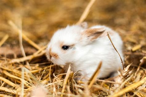 Kaninchenhaltung Wie Halte Ich Kaninchen Richtig PETA