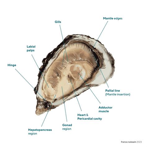 Oysters Anatomy