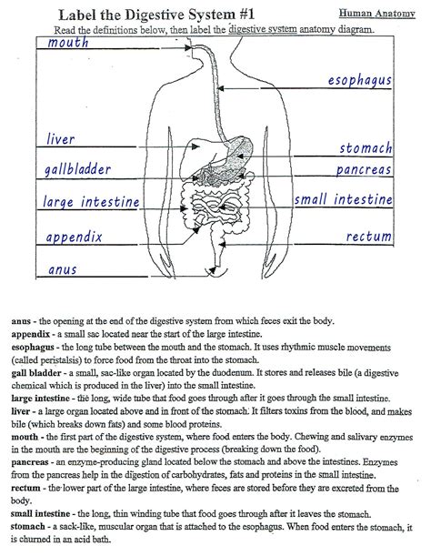 Printable Digestive System Worksheet