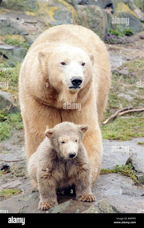 Polar Bear With Cub March 1992 Stock Photo Alamy