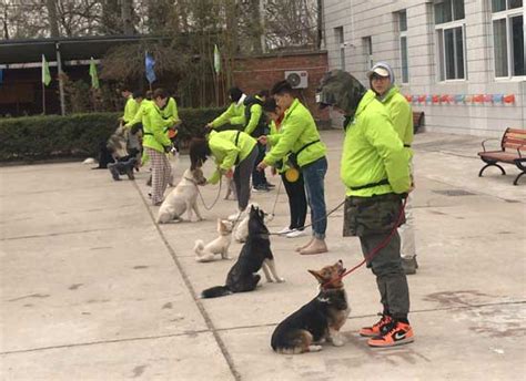 学会训犬师技术之后能去干什么？ 「圣宠训犬师学校」训犬师培训班犬行为驯导学校颁发国家职业训犬师资格证