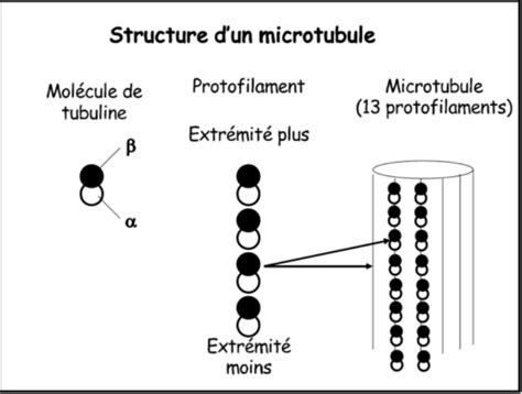 Cytosquelette Flashcards Quizlet