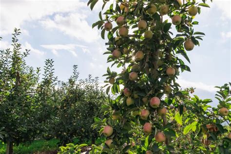 Mountain Rose Apples | Fresh Fruit Delivered | Tree-Ripe Fruit Co.