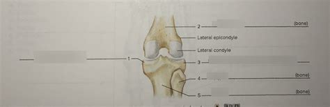 Pelvic Girdle And Lower Limb Right Knee Posterior View Diagram