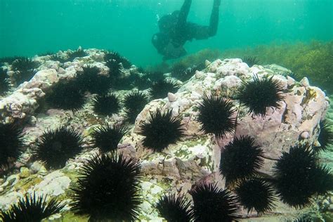 Colonising Sea Urchins Can Withstand Hot Acidic Seas Mirage News