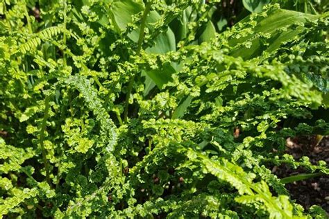 Athyrium filix-femina 'Frizelliae' – Ballyrobert Gardens