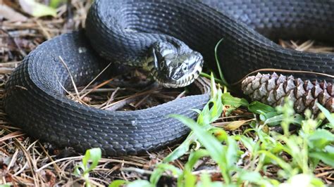 Plain-Bellied Water Snake: Habitat, Diet, and Identification Tips - A-Z Animals