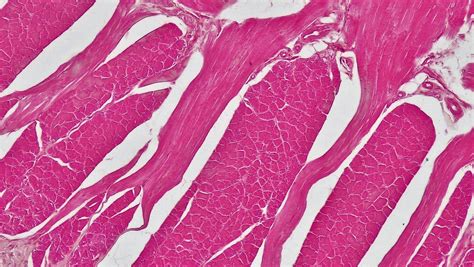 Skeletal Muscle Tissue Slide 100x