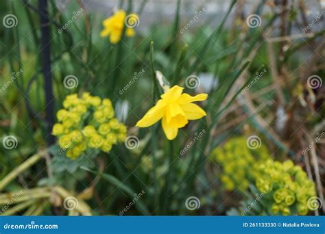 Yellow Daffodils Surrounded By Euphorbia Myrsinites In The Garden In