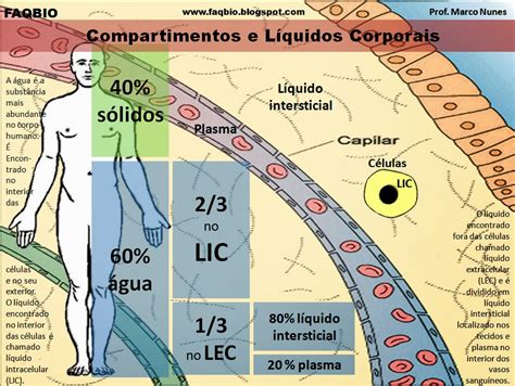 O Que Fluidos Corporais Librain