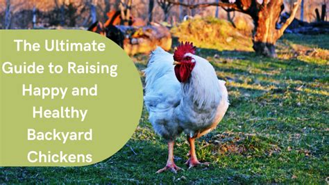 The Ultimate Guide To Raising Happy And Healthy Backyard Chickens Hen