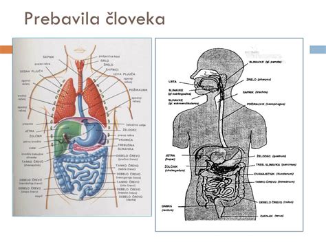 Ppt Osnove Gastronomije Prebava In Prebavila Powerpoint Presentation