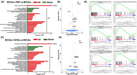 The Potential Molecular Mechanisms Involved In The FMT And SCFAs