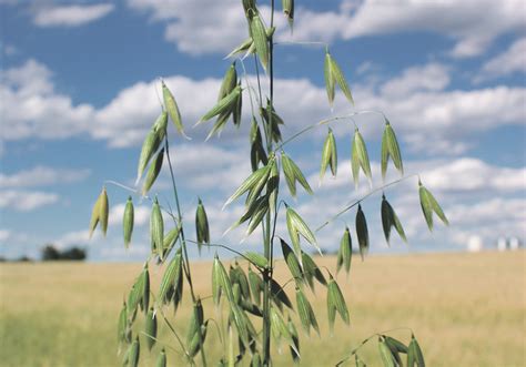 Oat Genomics Catching Up To Wheat And Barley The Western Producer