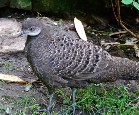 Grey Peacock Pheasant Flickr Photo Sharing