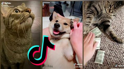 Cats And Dogs Being Cats😼 And Dogs🐶 Tiktok Compilation Part 2