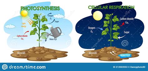 Photosynthesis Respiration | Science - Quizizz