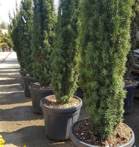 Тис ягідний Фастігіата Робуста Taxus b Fastigiata Robusta С3