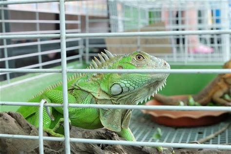 Ridiculously Helpful Tips on Setting Up an Iguana Cage - Pet Ponder