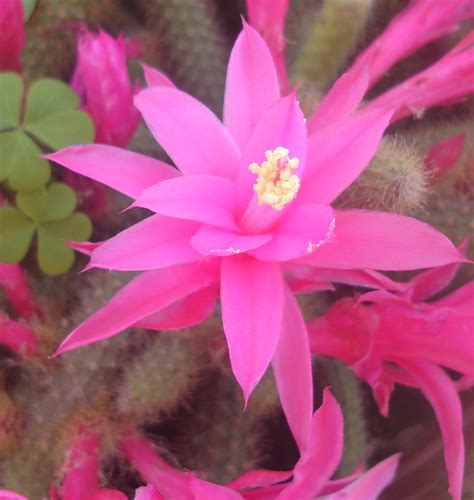 Proyecto Kactoo Aporocactus Flagelliformis