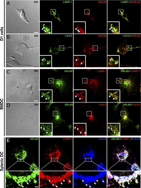 Arl8b Localizes To Lysosomes And Mhc Iilike Compartments In Dcs