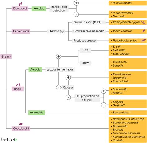 Escherichia Coli Klassifikation Therapie Lecturio