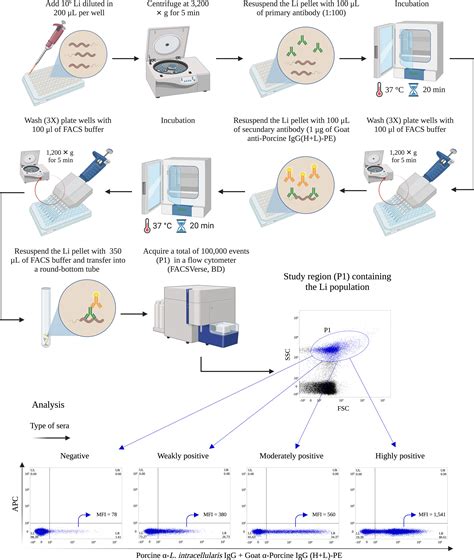 Frontiers Development And Validation Of A Flow Cytometry Antibody