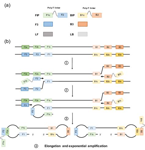 Loop-mediated isothermal amplification (LAMP): primer design and ...