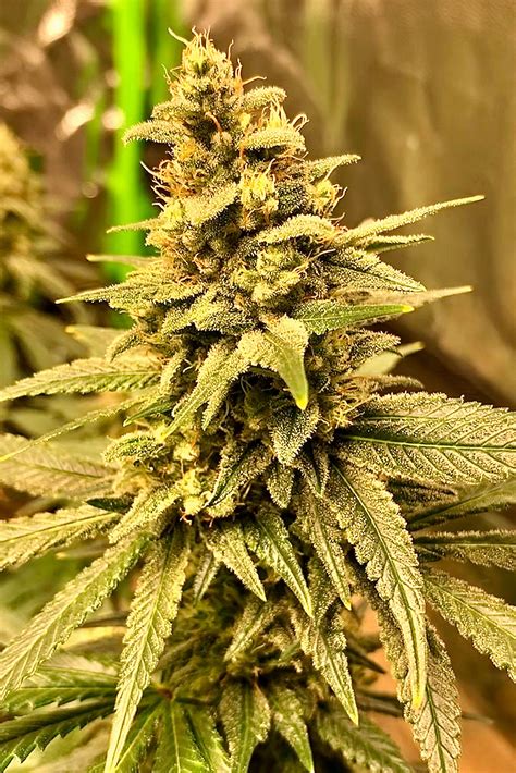 Gorilla Glue 4 Grow Diary Journal Week14 By Bluenose Growdiaries