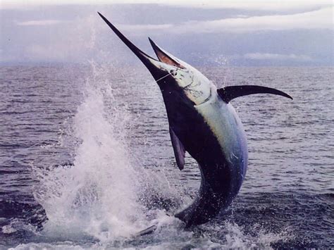 Best Marlin Fishing In Costa Rica Blue Marlin Fishing Season Trips