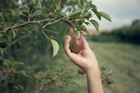 Premium Photo Woman Pick Pears From A Tree In Garden