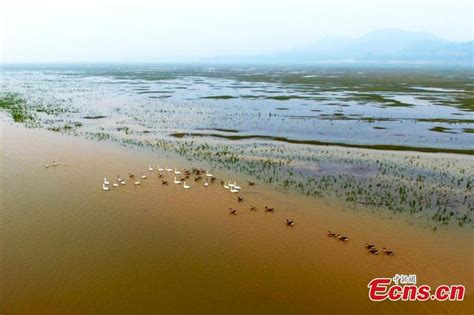 Poyang Lake A Sanctuary For Migratory Birds In Winter