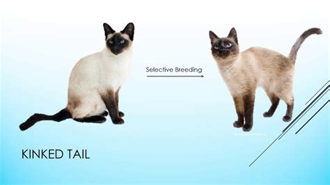 The Biology Of Siamese Cats Youtube