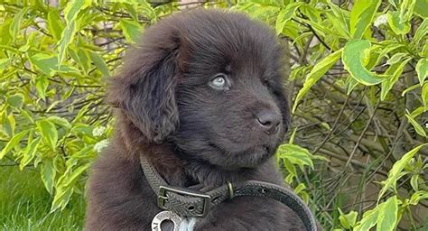 How to Train a Newfoundland Puppy: A Comprehensive Timeline & Schedule ...