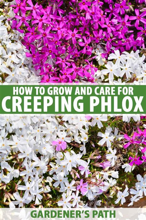 Perennial Creeping Phlox Flowers Cheapest Clearance | radio.egerton.ac.ke