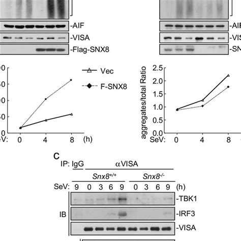 SNX8 Modulates VISA Aggregation And The Recruitment Of Downstream