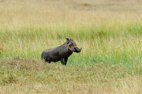 286 Running Warthog Stock Photos - Free & Royalty-Free Stock Photos from Dreamstime