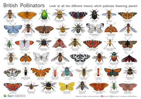 Pollinator Poster - Bathscape Landscape Partnership