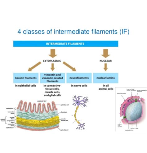 Introduction To Cellular Pathology Flashcards Quizlet