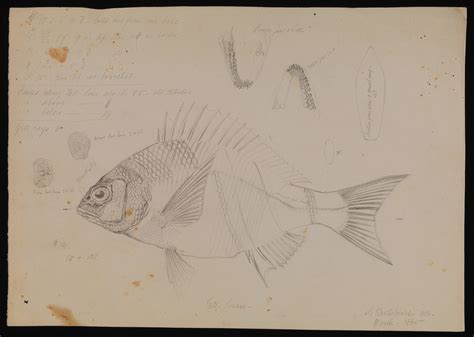 Black Bream Acanthopagrus Butcheri Melbourne Museum