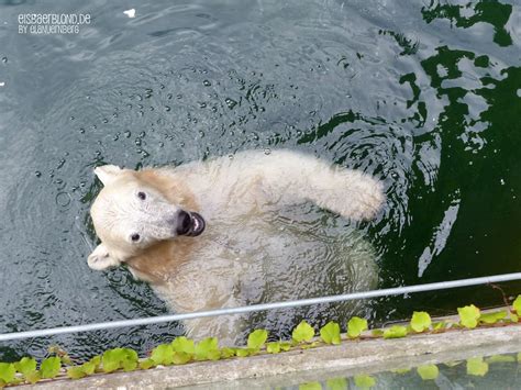 Vera Charlotte Eisbären Tiergarten Nürnberg Huhu Ela