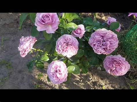 Роза Лавендер Айс . Rosa Lavender Ice . Розы флорибунда . - YouTube