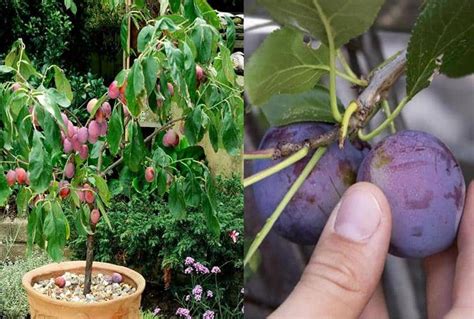 Cómo cultivar Ciruela (ciruelo) en maceta y sus cuidados - Eco Jardín ...