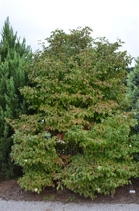 ‘summer Snowflake Viburnum What Grows There Hugh Conlon